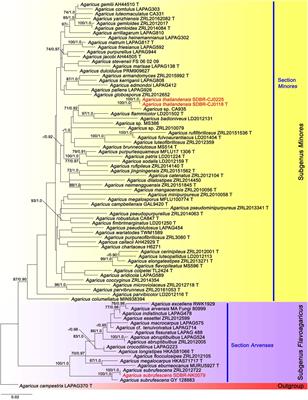 Multigene Phylogeny and Morphology Reveal Three Novel Species and a Novel Record of Agaricus From Northern Thailand